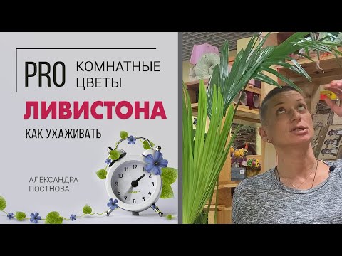 Видео: Ливистона большая веерная пальма. Как ухаживать за пальмой в домашних условиях.