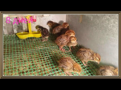 Видео: Перепелята с 1 - 10 день - развитие, содержание, уход. Ежедневная съёмка 1 часть. #перепелавквартире