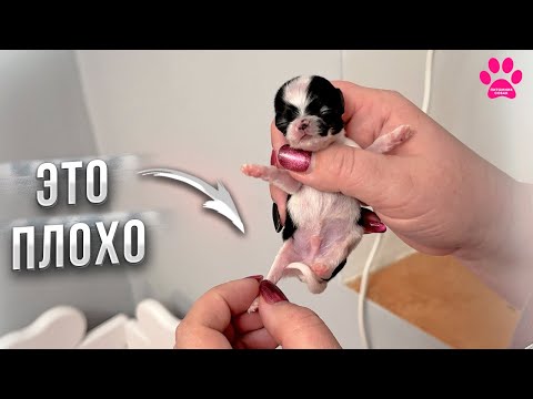 Видео: С щенком ЧТО-ТО НЕ ТАК! Что с остальными? Ждем роды еще у одной собаки!