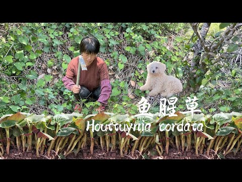 Видео: Houttuynia cordata растет повсюду, ее выкапывают для тушения свинины Dongpo
