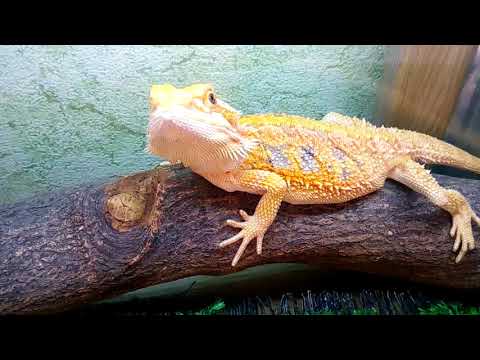 Видео: Все мои питомцы!!! Мой домашний зоопарк !)