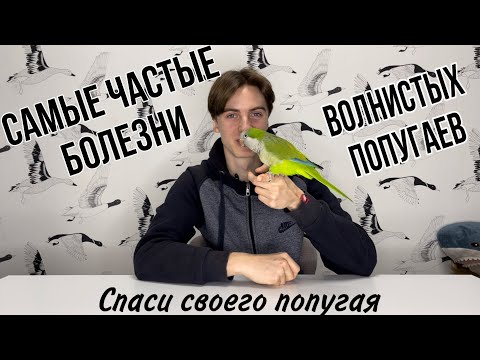 Видео: Самые частые болезни волнистых попугаев. Как определить, что попугай болен