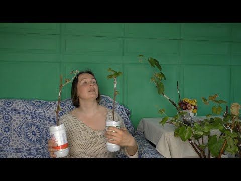Видео: Причины гибели или плохого состояния молодых саженцев винограда