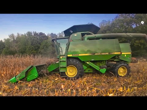 Видео: Уборка кукурузы, переработанной в райграс, — окупилась ли она?