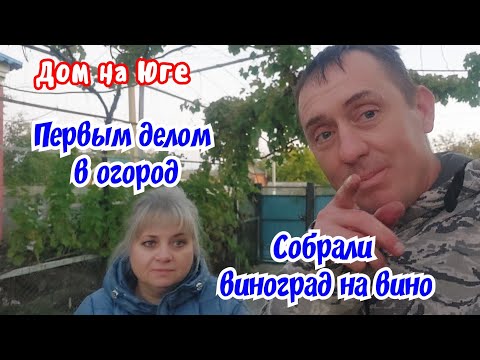 Видео: Дом на Юге. Первым делом в огород. Собрали виноград на вино. 