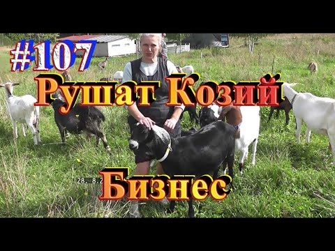 Видео: Всех коз распродам. КТО разрушает козью экономику