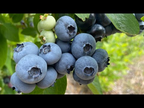 Видео: О пользе органической голубики