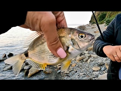 Видео: Рыбалка в Анапе , высокий берег , сарган , морской карась , окунь , Fishing in Anapа