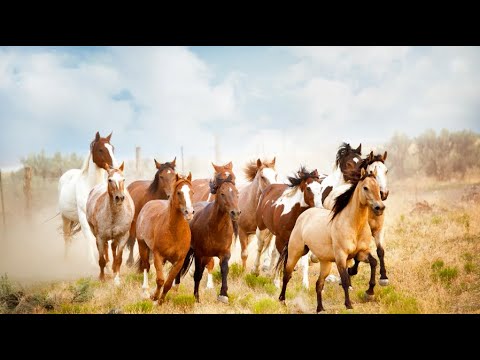 Видео: ПОНИМАНИЕ МОЗГА ЛОШАДЕЙ — С ДОКТОРОМ РОБЕРТОМ МИЛЛЕРОМ