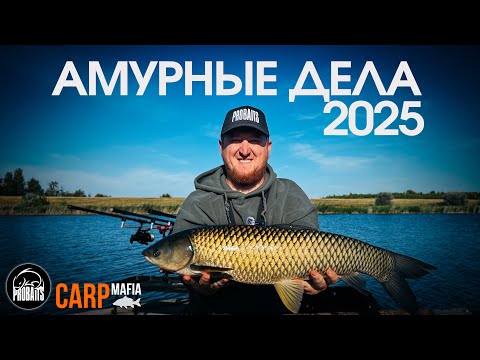 Видео: «Амурные дела 2025». Карпфишинг