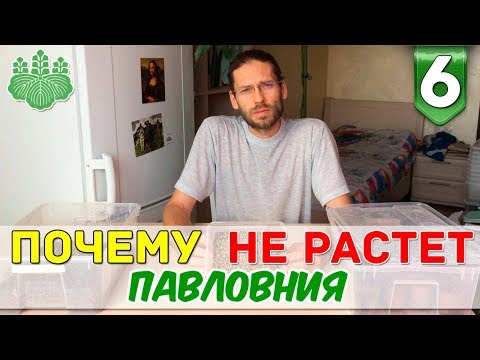 Видео: Почему не растет Павловния