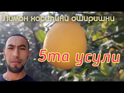 Видео: Лимон хосилини оширишни 5 усули