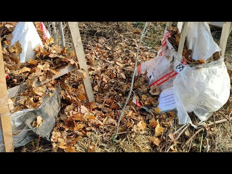 Видео: Укриття хурми.Мій метод.