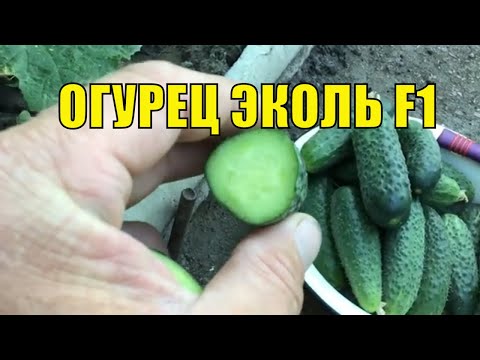 Видео: Урожайный огурец Эколь F1.