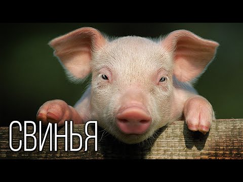 Видео: Свинья: Это Вам Не Кабан | Интересные факты про свиней