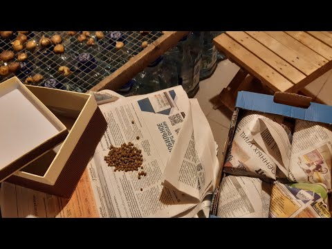 Видео: Зимнее хранение клубнелуковиц и клубнепочек гладиолусов