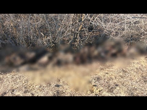 Видео: Просто ЖЕСТЬ!!! Охота на ХИТРЫХ лис!