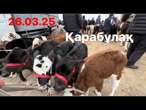 Видео: Сиыр. Бұқа. Бұзау 26.03.25 Қарабұлақ мал базары
