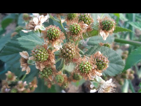 Видео: ЕЖЕВИКА!Правильная формировка для хорошего урожая!#ежевика#какобрезатьежевику#формировкаежевики