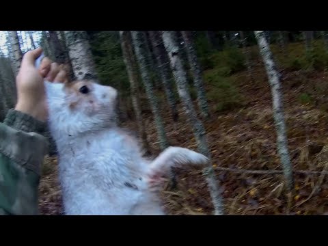 Видео: Охота на зайца 09.11.2025. Спасал зайку от "ЗЛОЙ" Аи :)