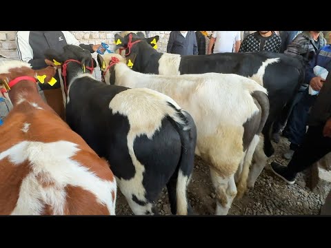 Видео: Пайшанба Мол Бозори