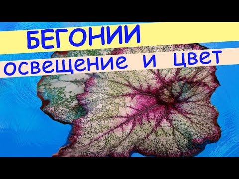 Видео: Мои бегонии. Влияние освещения на цвет листьев королевских бегоний. Искусственное освещение