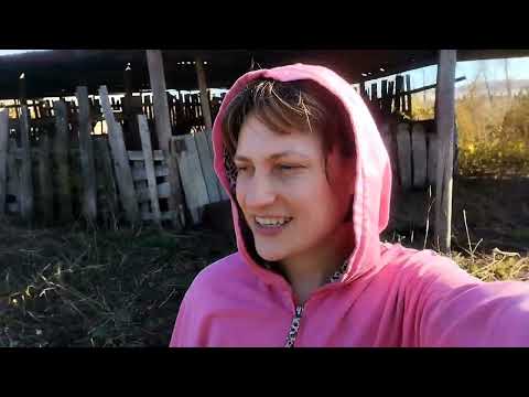 Видео: Выкопала хризантемы и убрала почву в теплице