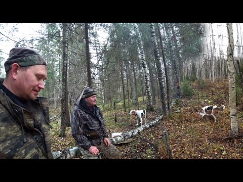 Видео: Рождение ГОНЧЕЙ! ШАЙТАН утёр всем НОС! НЕ ОЖИДАЛИ такого от СЕМИ месячного ЩЕНКА! Охота на ЗАЙЦА! #4