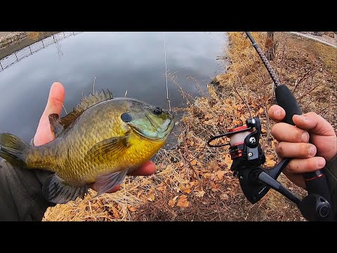 Видео: ПОЙМИТЕ, ЧИСТИТЕ, ГОТОВЬТЕ КРУПНЫХ СИНЕГОЖАНЦЕВ!!