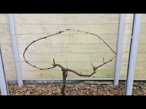 Видео: Лоза декоративна Резитба.
