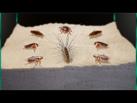 Видео: ЗВЕРСКАЯ БИТВА МУХОЛОВКИ И 100 ТАРАКАНОВ  [Живое кормление!]