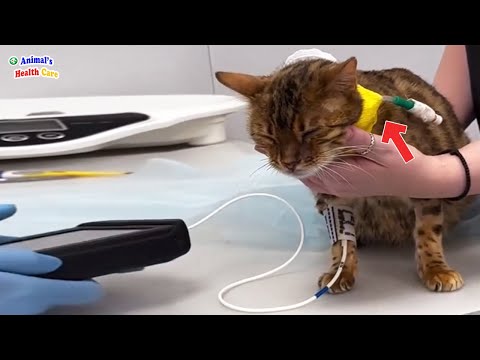 Видео: Измученная перед родами, она тихо плакала, увидев оставшихся котят