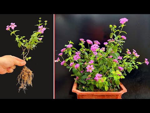 Видео: Отличные советы по размножению пятицветного цветка (Lantana camara). Много цветов через 2 месяца