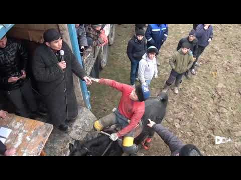 Видео: Көкпар Төлеби ауданы, Бірінші Мамыр ауылы.