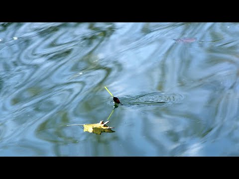 Видео: Първи РИБОЛОВ на ИЗТИЧАНЕ през ЕСЕНТА - ХВАНАХМЕ и БОНУС ШАРАНИ на БОЛОНЕЗАТА с ПЛУВКА