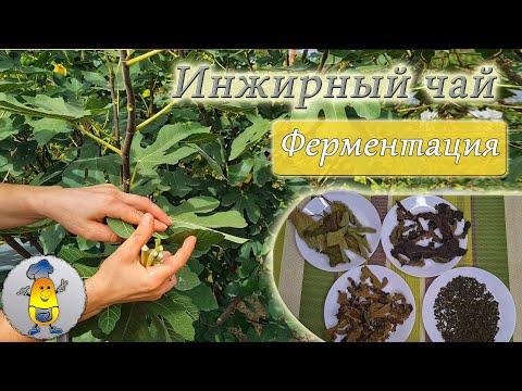 Видео: Ферментация листьев ИНЖИРА для чая - все этапы от А до Я