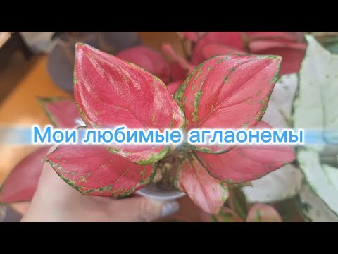 Видео: Мои любимые аглаонемы