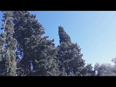 Видео: 38/ Разходка след дъжд