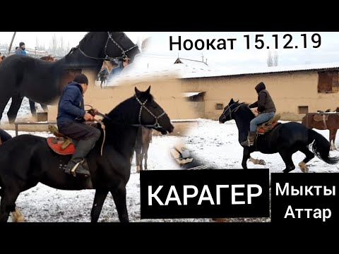 Видео: МЫНА👉 Талаш болгон АТ 😱 ЖИНДИ АТТАР КЕЛДИ 🐎 НООКАТ 15.12.19