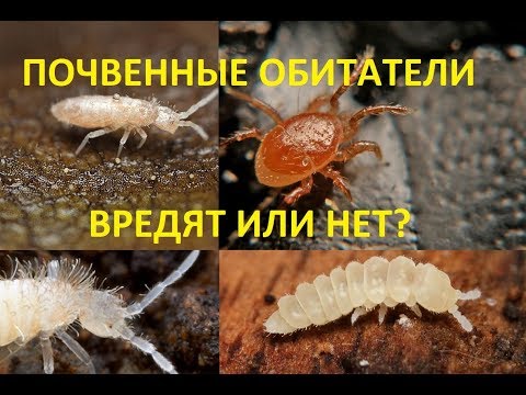 Видео: Кто еще обитает рядом с червями?Почвенные клещи,подура,ногохвостка.