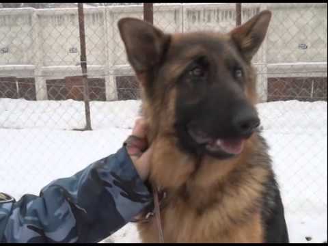 Видео: Сюжет программы «Есть такая профессия» о специфике работы кинолога в исправительной колонии