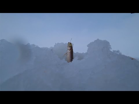 Видео: Рыбалка на зубаря с большой глубины
