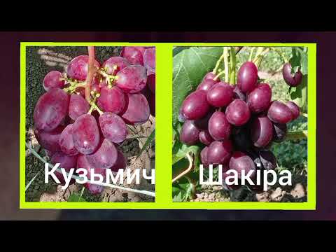 Видео: @Кузьмич і Шакіра солодка пара для Гурманів