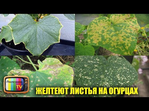 Видео: ЖЕЛТЕЮТ ЛИСТЬЯ НА ОГУРЦАХ СРОЧНО ПРИНИМАЙТЕ МЕРЫ ИНАЧЕ УРОЖАЯ НЕ БУДЕТ