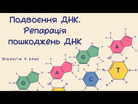 Видео: Біологія 9 клас  Подвоєння ДНК  Репарація пошкоджень ДНК