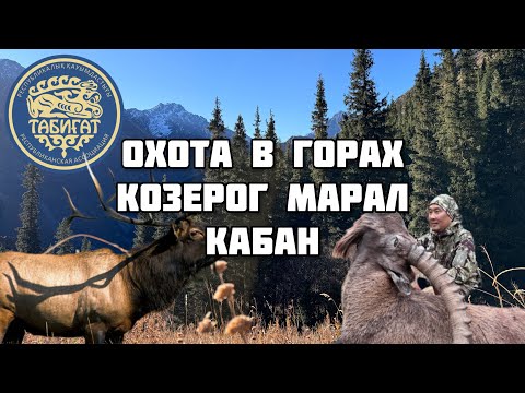 Видео: Охота в горах на козерога, марала, кабана.