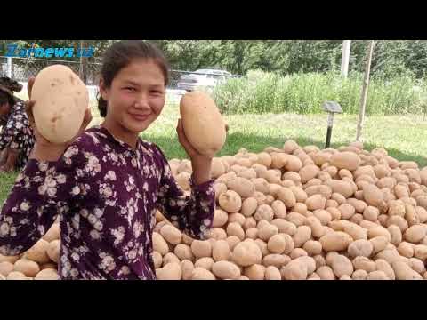 Видео: “Ласетти”нинг пулини қўшниларга тарқатдим"