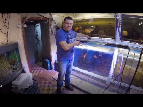 Видео: Аквариум монстр 1200л на Сахалин