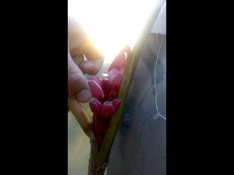 Видео: Банан Musa velutina