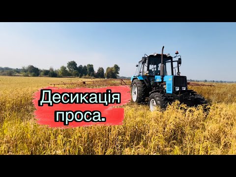 Видео: Десикація проса. Думаю, через тиждень буде готове🤔